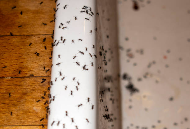 Best Spider Control Near Me  in Listoga, CA