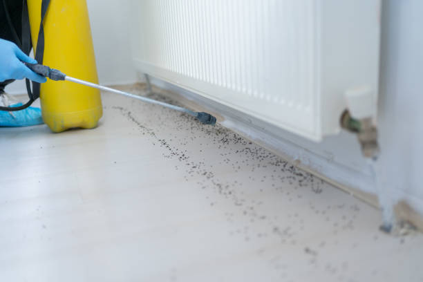 Best Affordable Pest Control Services  in Listoga, CA