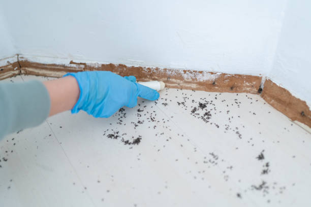 Best Pest Control Treatment  in Listoga, CA
